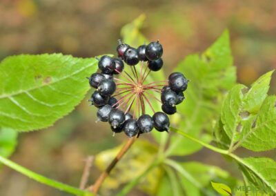 Eleutherococcus senticosus - GINSENG-SIBERIANO