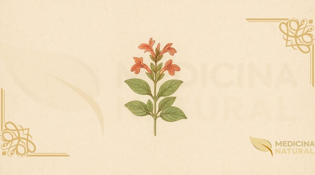 Alecrim-da-Serra (Dicliptera aromatica): Guia Completo