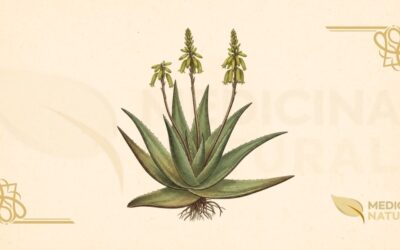 Aloe vera (Babosa): Guia Completo de Propriedades Medicinais