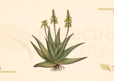 Aloe vera (L.) Burm.f. (Asphodelaceae). Planta suculenta perene com folhas carnudas dispostas em roseta, contendo gel mucilaginoso transparente rico em polissacarídeos (acemanano), vitaminas, minerais e enzimas. Adaptada a climas áridos, é amplamente cultivada por suas propriedades medicinais, especialmente para cicatrização de feridas, hidratação da pele e modulação do sistema imunológico.