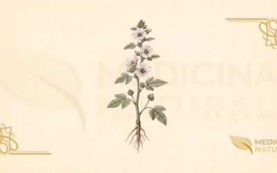 Althaea officinalis (Alteia): Guia Completo da Planta