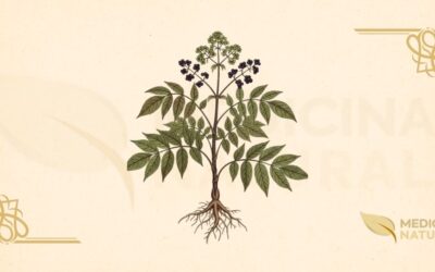 Aralia racemosa (Nardo-Americano): Guia Completo Medicinal