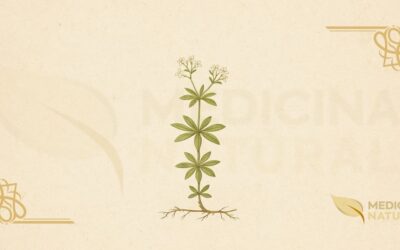 Aspérula-odorífera (Galium odoratum): Guia Completo