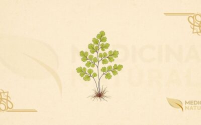 Avenca (Adiantum capillus-veneris): Guia Completo