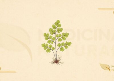 Ilustração botânica de Adiantum capillus-veneris L. (avenca, cabelo-de-vênus, maidenhair fern), samambaia cosmopolita da família Pteridaceae descrita por Lineu em 1753, mostrando frondes delicadas com folíolos em forma de leque, pecíolos negros brilhantes tipo cabelo e rizoma rasteiro, em estilo de enciclopédia botânica vitoriana do século XIX.