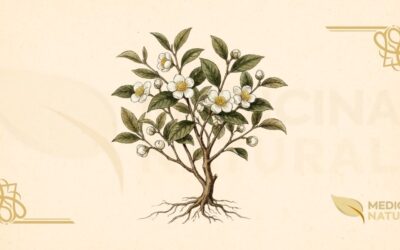 Camellia sinensis: Tudo Sobre a Planta do Chá Verde