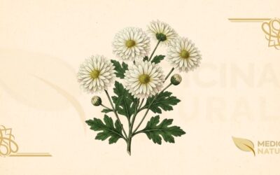 Chrysanthemum morifolium (Crisântemo): Guia Completo