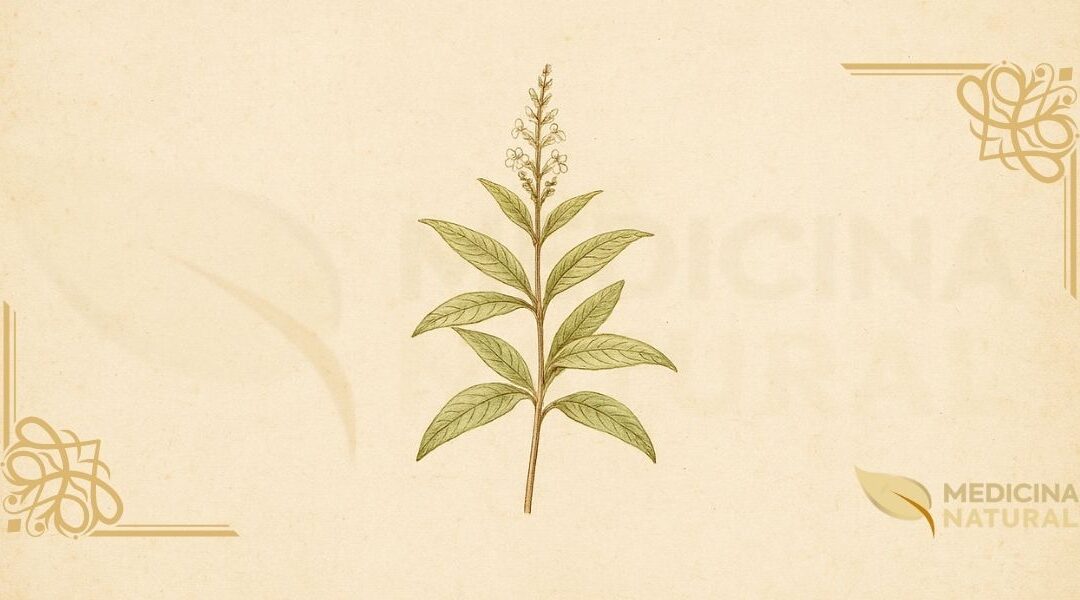 Cidrão – Lúcia-Lima (Aloysia citriodora): Guia Completo