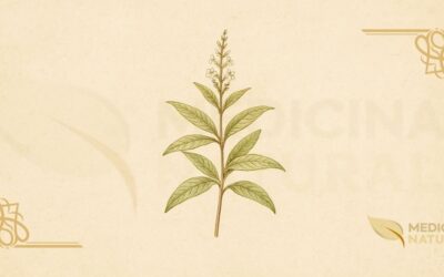 Cidrão – Lúcia-Lima (Aloysia citriodora): Guia Completo