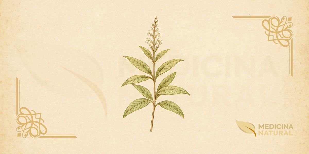 Ilustração botânica de Aloysia citriodora Paláu (cidrão, lúcia-lima, lemon verbena), arbusto aromático nativo da América do Sul (Argentina, Chile, Peru) da família Verbenaceae catalogado por Antonio Palau y Verdera em 1784, mostrando folhas lanceoladas opostas com forte aroma cítrico, flores tubulares em espigas terminais lavanda-pálidas e caule lenhoso, em estilo de enciclopédia botânica vitoriana do século XIX.