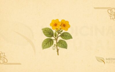 Amarelinha – Muyuyo (Cordia lutea): Guia Completo