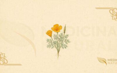 Papoula-da-Califórnia (Eschscholzia): Guia Completo