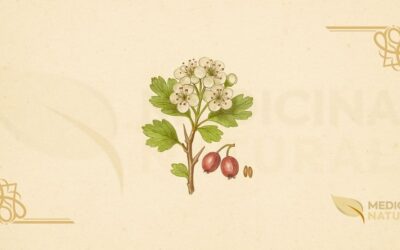 Espinheiro-Inglês (Crataegus laevigata): Guia Completo