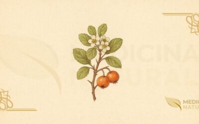 Espinheiro-Mexicano (Crataegus pubescens): Guia Completo