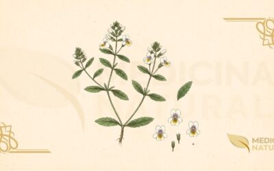 Euphrasia (Eufrásia): Guia Completo da Erva-dos-Olhos