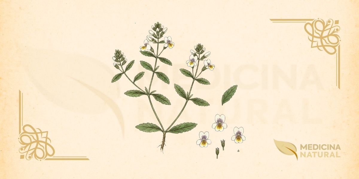 Euphrasia officinalis L. (Orobanchaceae) é uma planta herbácea anual ou bienal, hemiparasita, que atinge de 5 a 30 cm de altura. Possui caule ereto, ramificado, coberto por pelos glandulares. As folhas são opostas, sésseis, ovadas a lanceoladas, com margens serrilhadas, medindo 5-15 mm de comprimento. As flores são pequenas (6-10 mm), zigomorfas, dispostas em espigas terminais. A corola é bilabiada, de cor branca a lilás pálida, com listras roxas e uma mancha amarela característica no lábio inferior, que lembra um olho. O cálice é tubular, com 4 dentes. O fruto é uma cápsula oblonga, contendo numerosas sementes pequenas e estriadas. A planta desenvolve haustórios (raízes modificadas) que penetram nas raízes de gramíneas e outras plantas hospedeiras para absorver água e nutrientes. Distribui-se naturalmente em prados, pastagens e áreas montanhosas da Europa, Ásia temperada e América do Norte, preferindo solos pobres e bem drenados. Floresce de junho a setembro no Hemisfério Norte.