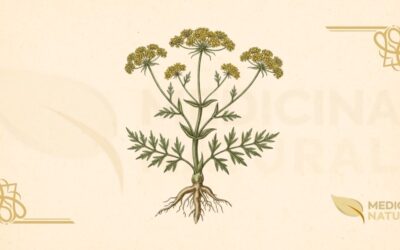 Ferula linkii (Férula-das-Canárias): Guia Completo Medicinal
