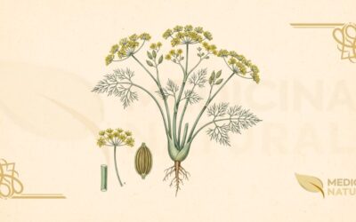 Foeniculum vulgare: Guia Completo Sobre o Funcho
