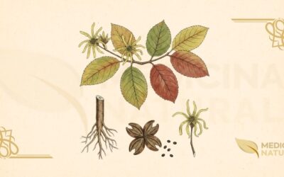 Hamamelis virginiana: Guia Completo Sobre a Hamamélis