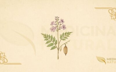 Carobinha (Jacaranda caroba): Guia Completo