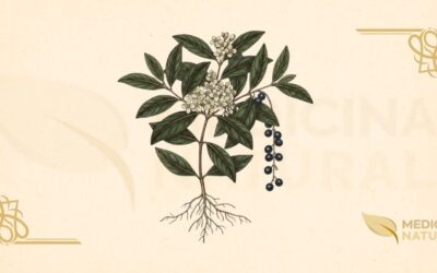 Ligustrum lucidum (Alfeneiro, Ligustro): Guia Completo