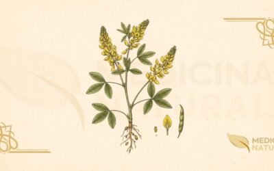 Trevo-Doce: Guia Completo Sobre a Melilotus officinalis