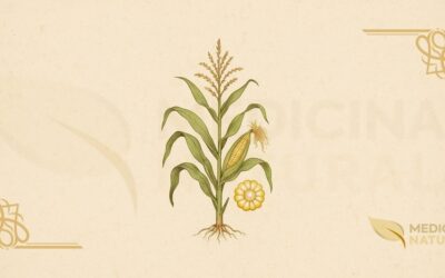 Cabelo de Milho – Estigma (Zea mays): Guia Completo