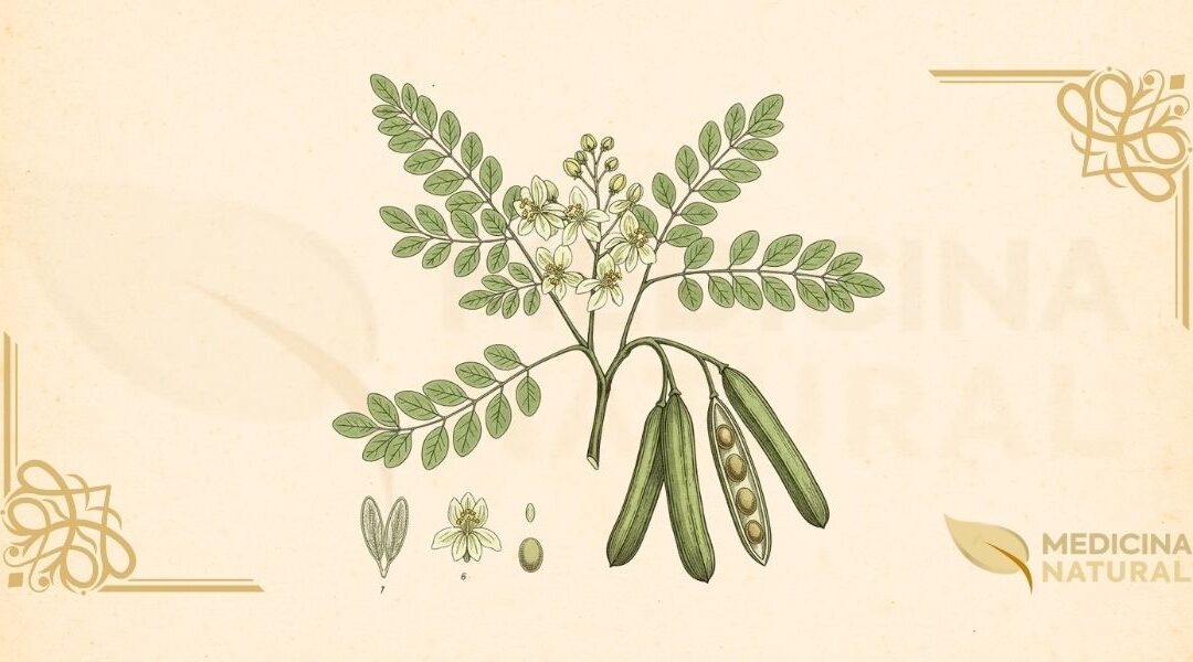Moringa oleifera: Guia Completo Baseado em Ciência