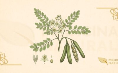 Moringa oleifera: Guia Completo Baseado em Ciência