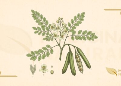 Moringa oleifera Lam. (Moringaceae). Árvore de crescimento rápido, resistente à seca, nativa das regiões sub-Himalaianas da Índia, atualmente cultivada em regiões tropicais e subtropicais de todo o mundo. Atinge de 10 a 12 metros de altura, com tronco ereto, casca corticosa e copa aberta. Folhas compostas, bipinadas ou tripinadas, com folíolos pequenos (1-2 cm), elípticos a obovados, de coloração verde-clara. Flores hermafroditas, zigomorfas, branco-creme com estrias amarelas, aromáticas, dispostas em panículas axilares pendentes. Frutos em vagens triangulares longas (20-45 cm), conhecidas como "drumsticks".