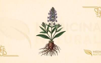 Nardostachys jatamansi (Nardo-do-Himalaia): Guia Completo