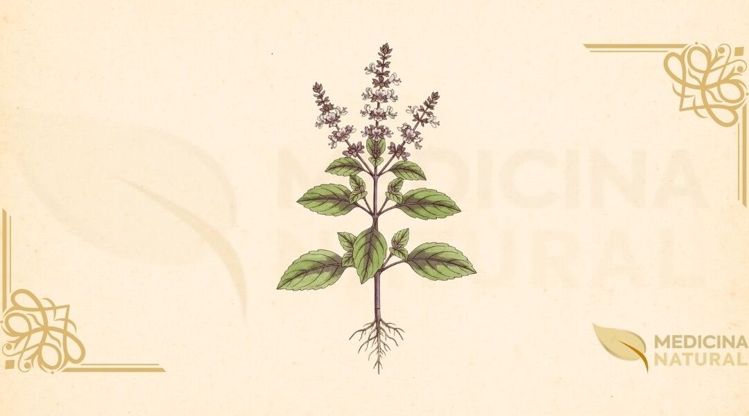 Ocimum tenuiflorum: Usos do Manjericão-Sagrado (Tulsi)