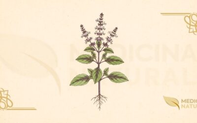 Ocimum tenuiflorum: Usos do Manjericão-Sagrado (Tulsi)