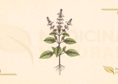 Ilustração botânica de Ocimum tenuiflorum L. (tulsi, manjericão-sagrado), planta herbácea da família Lamiaceae, nativa do subcontinente indiano e reverenciada no Hinduísmo, mostrando folhas ovais serrilhadas, flores tubulares em espigas, e detalhes anatômicos, em estilo de enciclopédia botânica do século XIX.