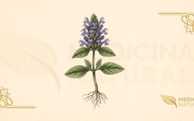 Prunella vulgaris (Erva-Férrea): Guia Medicinal Completo