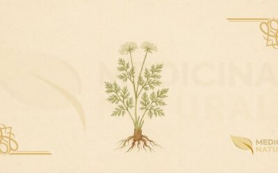 Osha – Raiz de Urso (Ligusticum porteri): Guia Completo