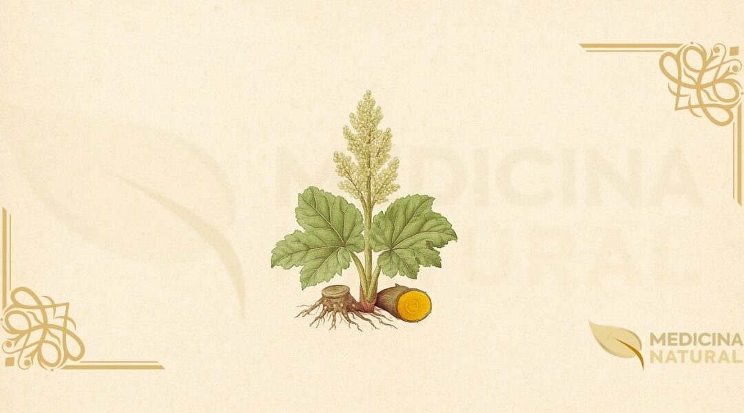 Ruibarbo-Oficial (Rheum officinale): Guia Completo