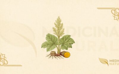 Ruibarbo-Oficial (Rheum officinale): Guia Completo