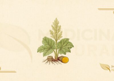 Ilustração botânica de Rheum officinale Baill. (ruibarbo-oficial, ruibarbo-medicinal, da huang, Chinese rhubarb), planta perene da família Polygonaceae descrita por Baillon em 1871, nativa das montanhas da China central e ocidental (Sichuan, Gansu, Qinghai, Yunnan, Tibete) em altitudes de 2.000-4.000 metros, mostrando folhas basais palmatilobadas grandes, pecíolos grossos, flores esverdeadas em panículas altas, e corte transversal do rizoma lenhoso e raízes (exterior marrom-escuro, interior amarelo-alaranjado característico rico em antraquinonas), em estilo de enciclopédia botânica do século XIX.