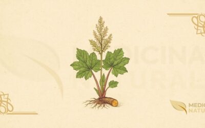 Ruibarbo-Chinês – Da Huang (Rheum palmatum): Guia Completo