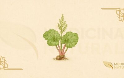 Ruibarbo-Culinário (Rheum rhabarbarum): Guia Completo