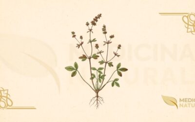 Rumex acetosella (Azedinha): Guia Completo Medicinal