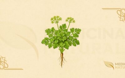 Salsa – Salsinha (Petroselinum crispum): Guia Completo