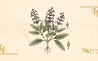 Sálvia Medicinal: Guia Completo da Salvia officinalis