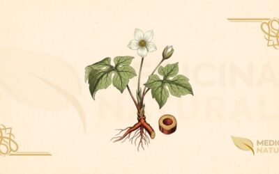 Sanguinaria canadensis: Guia Completo da Planta Medicinal