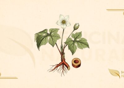 Sanguinaria canadensis L. (Papaveraceae) é uma planta herbácea perene que emerge no início da primavera. Possui um rizoma horizontal carnoso, de cor marrom-avermelhada, que libera uma seiva vermelha-alaranjada quando cortado. A planta produz uma única folha basal, profundamente lobada (5-9 lobos), que inicialmente envolve o botão floral. A folha pode atingir até 20 cm de largura quando totalmente expandida. A flor solitária possui 8-12 pétalas brancas (raramente rosa), com um centro amarelo-dourado repleto de estames. A floração ocorre de março a maio, dependendo da localização. O fruto é uma cápsula alongada que contém sementes com elaiossomas (estruturas carnosas que atraem formigas para dispersão). A planta é nativa do leste da América do Norte, desde o Canadá até a Flórida, crescendo em florestas decíduas úmidas e ricas em húmus.