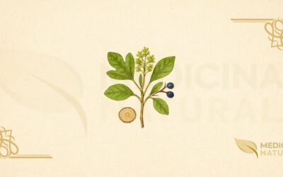 Sassafrás (Sassafras albidum): Guia Completo