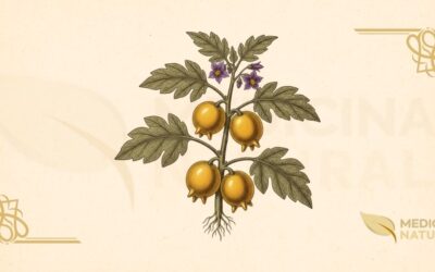Solanum mammosum (Peito-de-Vênus): Guia Científico