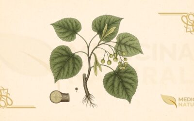 Tilia americana (Tília): Guia Completo da Árvore Calmante