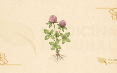 Trevo-Vermelho (Trifolium pratense): Guia Completo